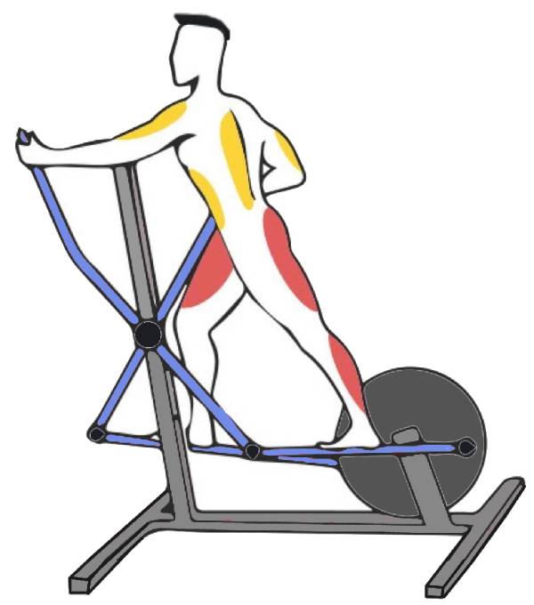 Muscles Are Used During Elliptical Exercises